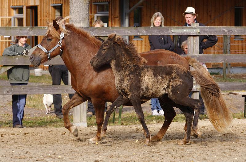 Saedis von Heidmoor a.jpg